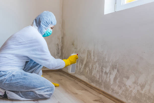 Licensed Black Mold Remediation service in Bethesda, MD - Mold Remediation HQ