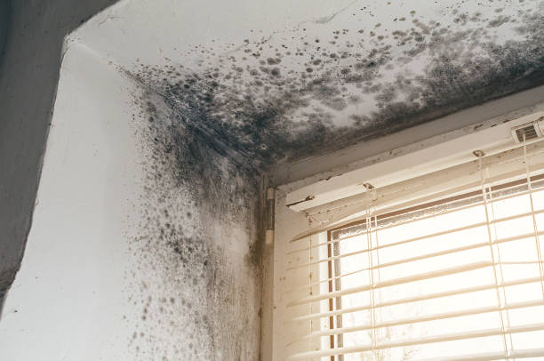 Affordable Black Mold Remediation solutions in Bethesda, MD